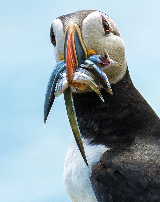Puffin by Philip Devereux